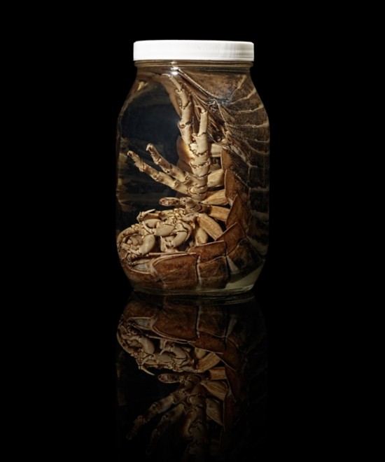 探访百万鱼类标本馆:鮟鱇鱼交配皮肤融为一体