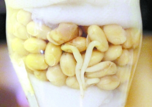 达人教你自己发豆芽