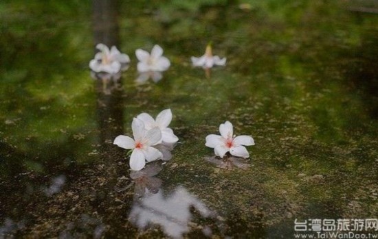 五月去台湾玩什么?桐花美荷花开风景无限好