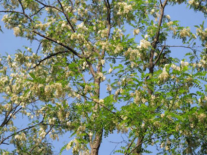 放蜂人,追赶洋槐花开的季节
