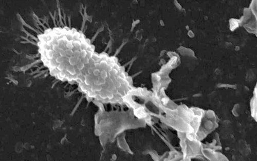 母乳+青霉素对付超级菌