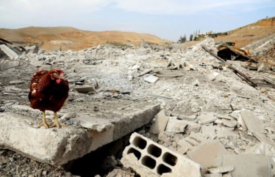Razed to the ground: A chicken which survived the airstrike stands among the flattened buildings 