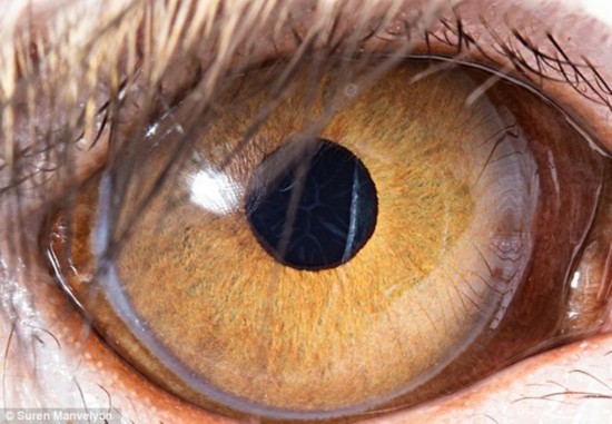 千奇百怪的眼睛:暹罗猫眼睛似月光宝石