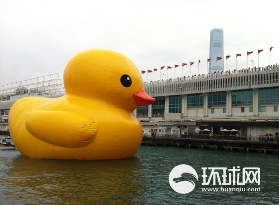 香港出现“观鸭热”
