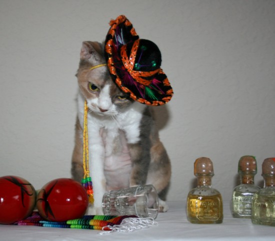 傲娇慵懒善卖萌 萌翻众人的喵星人帽子秀(组图