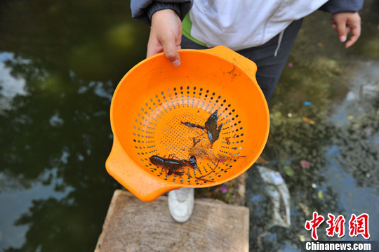昆明滇池流域小龙虾泛滥 威胁水生态安全(组图