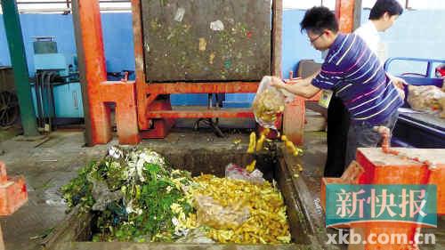 佛山销毁500斤毒姜 主要来自广州江南果菜批发市场