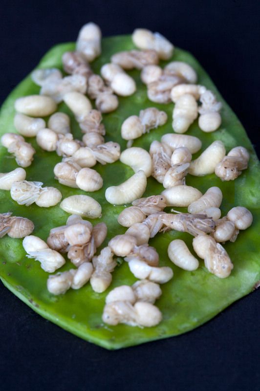 全球九大新奇有趣的食物 挑戰(zhàn)最強(qiáng)壯的胃