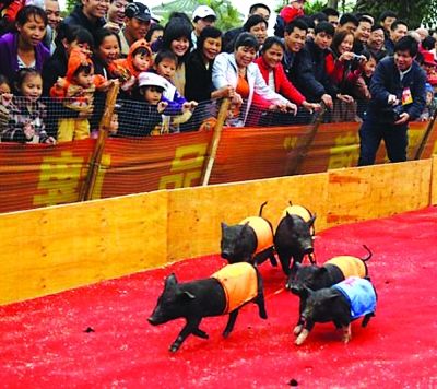 海南农博会设趣味比赛 小猪赛跑逗乐众人(图)