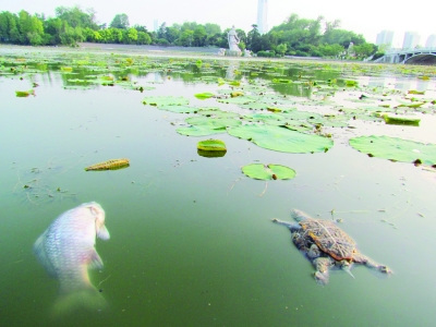 南京玄武湖面漂浮死鱼死乌龟 管理方:因天热缺