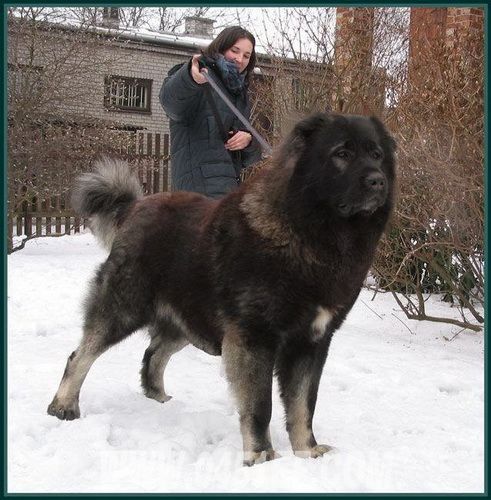 高加索犬:探秘世界上体型最大的狗(图【6】