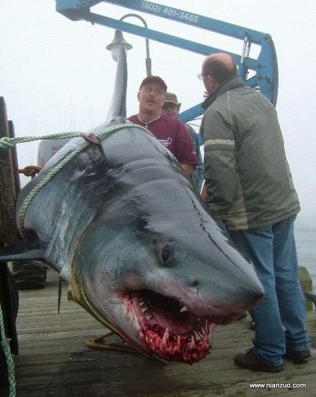 霸气外露的巨型鱼类 日本金枪鱼一条1100万元【32】