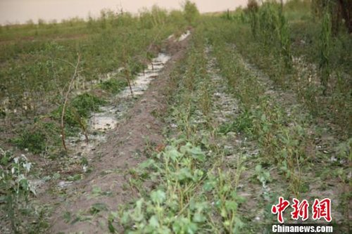 岳普湖县人口_喀什岳普湖县图片(3)