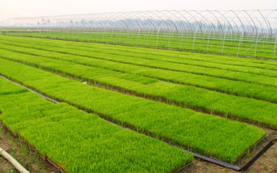 颍上县大力推广水稻机插秧技术