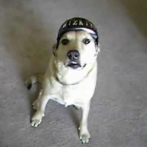 细数爆红网络的13只猫和狗