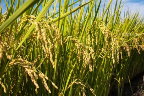 台湾天堂之路,金城武最新广告取景地