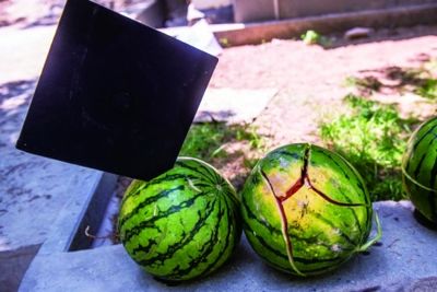 学士帽切<em>西瓜</em>引热议 缘由学生手指被割得鲜血
