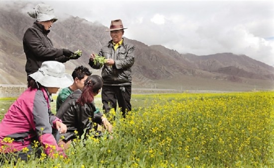 西藏加快转变传统农牧业发展方式