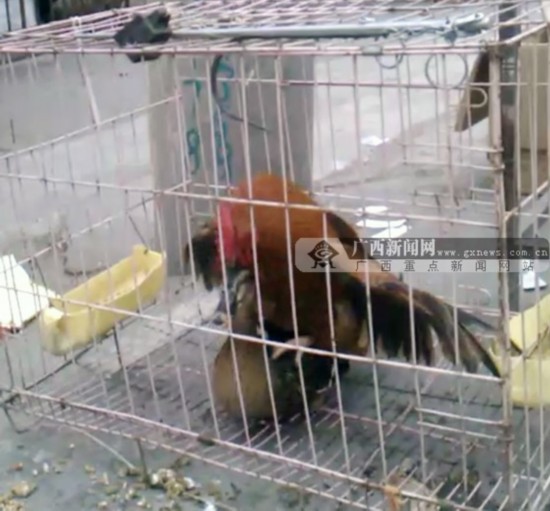 公鸡和母鸭交配?专家:生理构造差异不能交配(图)