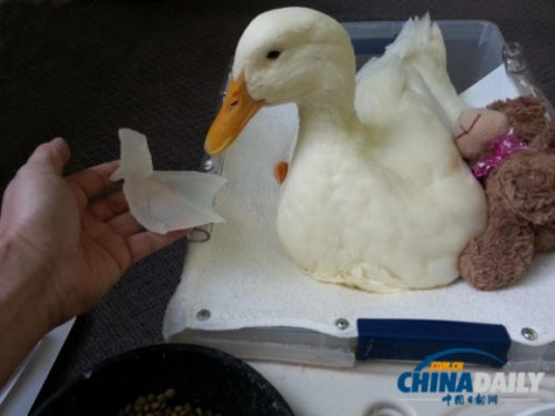 毛毛是一只有先天性残疾的小白鸭