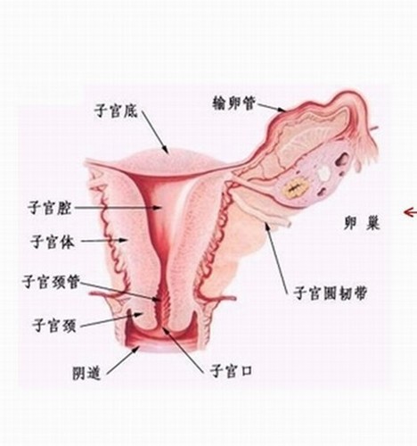 揭秘<em>女性</em>私密结构【组图】【5】