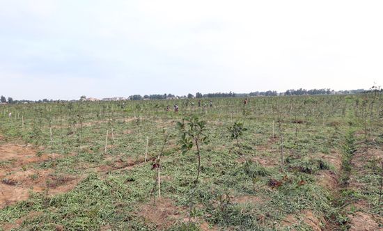 泗洪县委书记徐德到太平镇和龙集镇调研