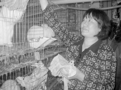 女支书带头养兔