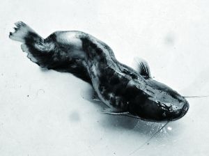 淮河沿岸癌症村调查:鱼畸形 人多患病(图)