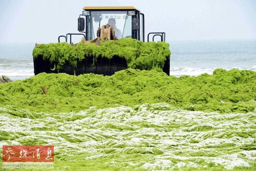 16日,青島工人用推土機清理台風“蘇力”帶來的滸苔。(路透社)