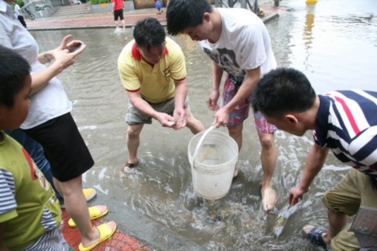 厦门市民暴雨过后上街抓鱼 路人赞好欢乐(图)