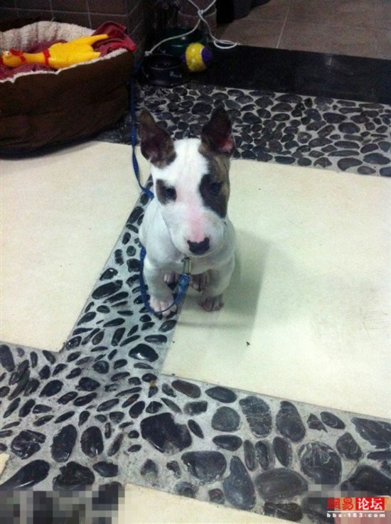 盘点世界上六种最凶猛的狗[组图]