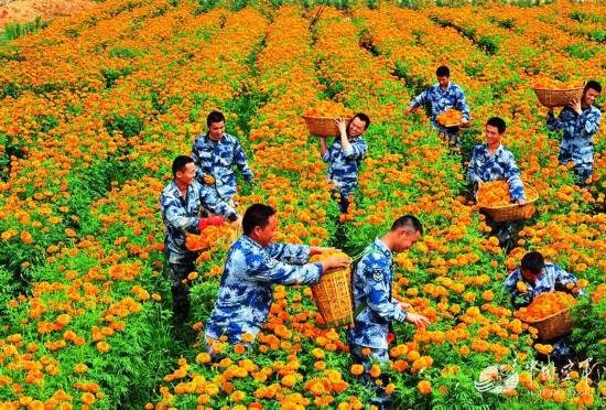 菊花细心图片:菊花漫野：成空某场站“万寿菊”获丰收