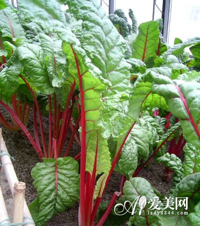 女人必吃9个超级食物 抗衰老+美容养颜