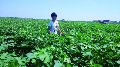  朱夷在棉花地里除杂枝。 记者杨静雅摄 