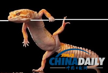 ӡɡϵϵӰʦģͼ