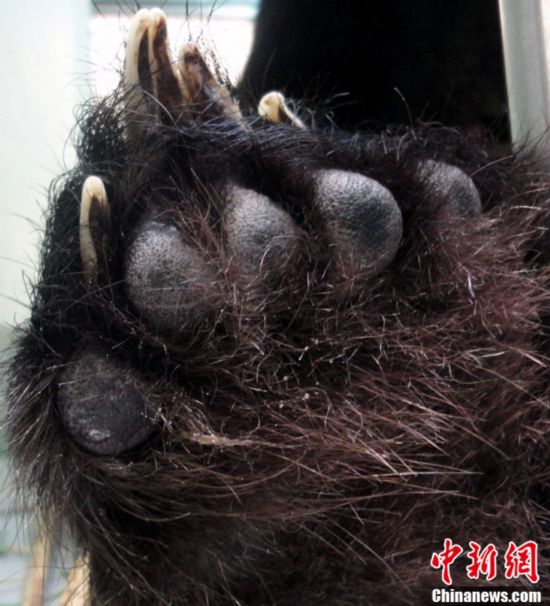 台北动物园7月29日公布照片,熊猫宝宝"圆仔"后脚的中指和无名指