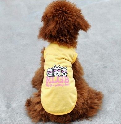 小小宠物夏季需求多 波奇网为宠友支招