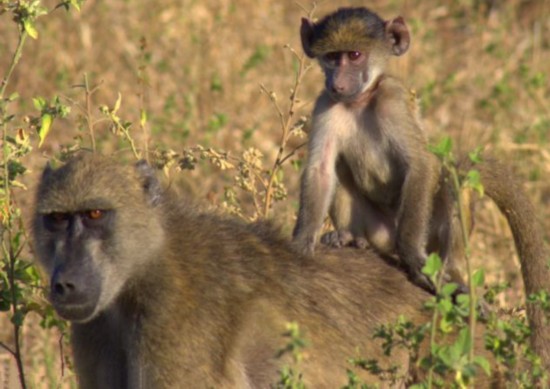 狒狒 13256240976235162113.jpg