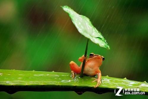 打雨伞<em>青蛙照片</em>系摆拍 图中青蛙快被折腾死- 中