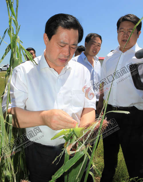 7月25日上午,市委书记王晓东在宣化县洋河南镇四家房村察看玉米受灾情况。