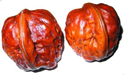 青岛文玩核桃收藏火爆 包树一年36万极品果18