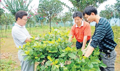四川筠连县春风村党支部--示范引导,领跑农村致富路