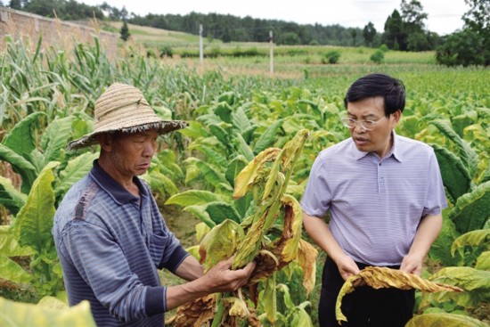 张吉勇深入金沙黔西调研指导抗旱救灾工作