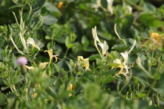 木犀草?--决定金银花降火功效的关键物质