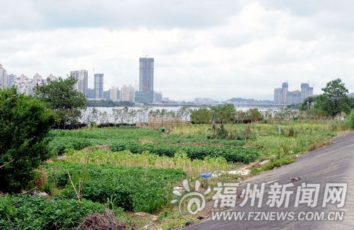 佳木斯地径0.6黄柏_佳木斯人均多少亩地