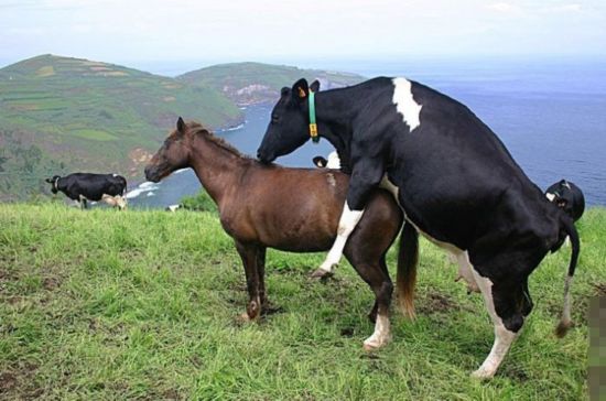 发情动物<em>干</em>出的荒唐事--福建频道--人民网