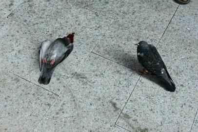 信鸽鸽子图片:信鸽坠落而亡同伴绝食昼夜守护16小时