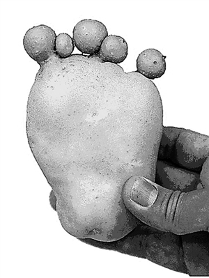 茄子分了叉土豆像脚丫 日本惊现大量变异食物