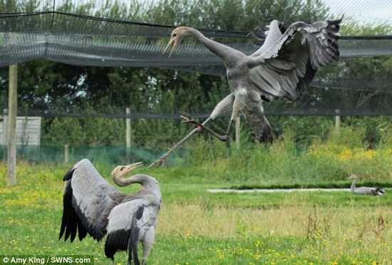愤怒的大鸟 诠释咏春拳 一招一式耍得有模有样