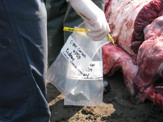 现场解剖罕见搁浅长须鲸:眼睛大如柚子(组图)【8】--科技--人民网